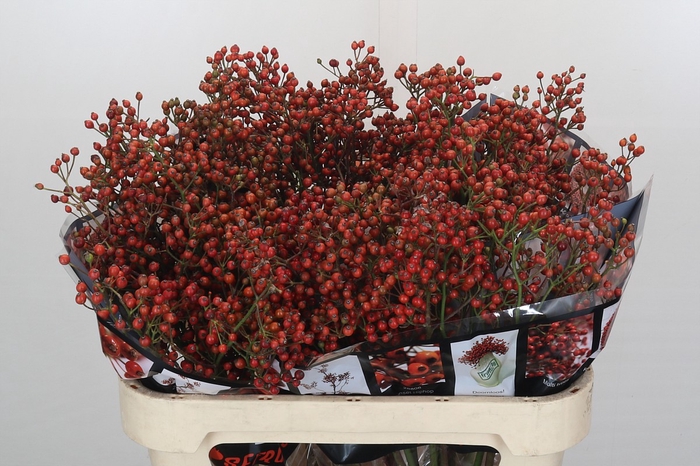 <h4>Rosehip Autumn Rosefruits</h4>