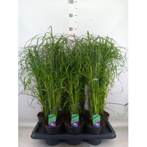 Cyperus alternifolius