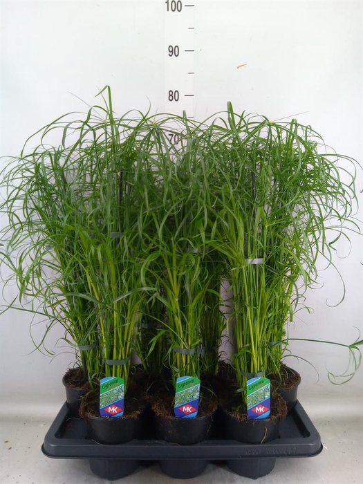 <h4>Cyperus alternifolius</h4>