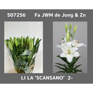 LI LA SCANSANO