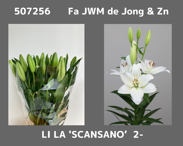 <h4>LI LA SCANSANO</h4>