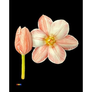 Tulp Pink