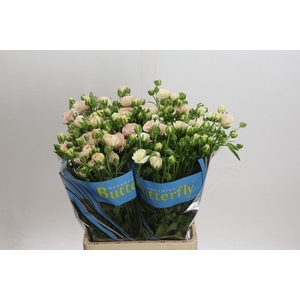 RANUNCULUS  'BUTTERFLY ARIADNE'