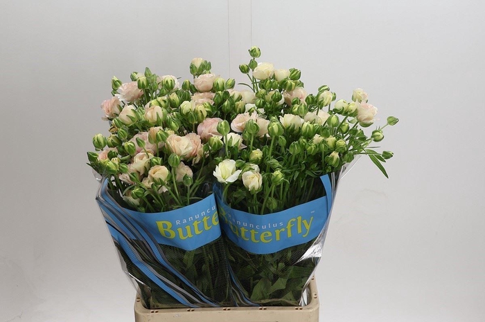 <h4>RANUNCULUS  'BUTTERFLY ARIADNE'</h4>