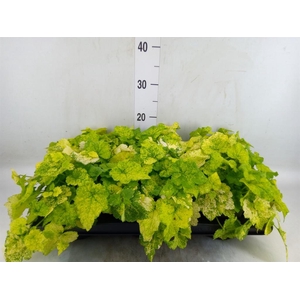 Tolmiea menziesii   ...variegated