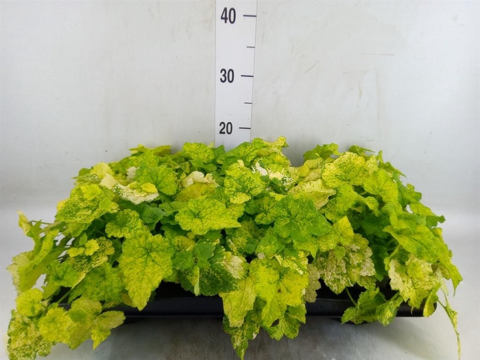 <h4>Tolmiea menziesii   ...variegated</h4>