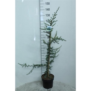 Cedrus libani 'Glauca' P24 potgekweekt