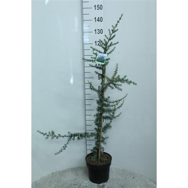 <h4>Cedrus libani 'Glauca' P24 potgekweekt</h4>