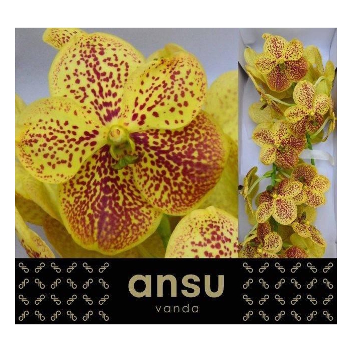 <h4>VANDA SU BANANA SPOT</h4>