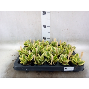 Peperomia obt. 'Obtipan Bicolor'