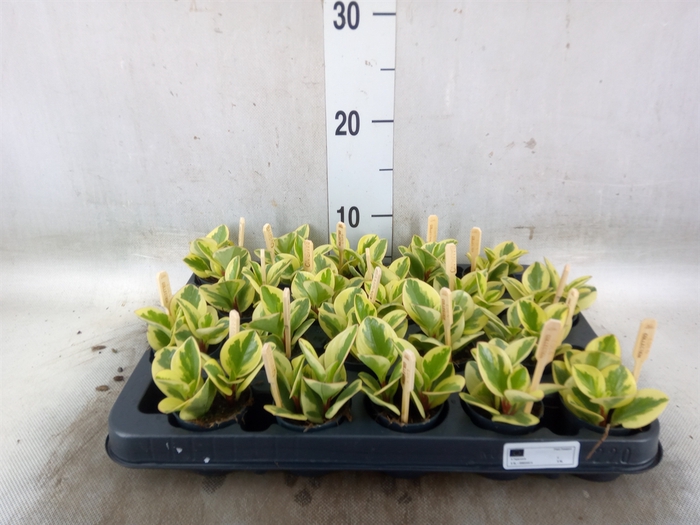 <h4>Peperomia obt. 'Obtipan Bicolor'</h4>