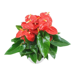 Anthurium XL.10 Mauii Red 30cm schaal