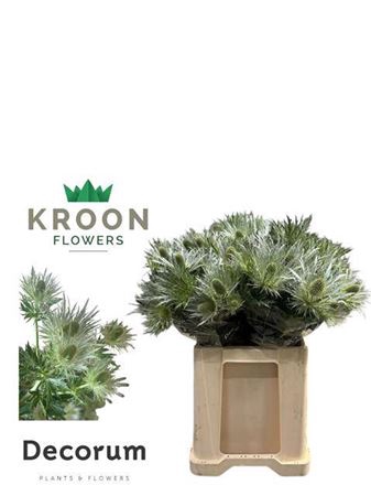 <h4>Eryngium Alpinum Green</h4>