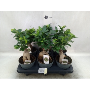 Ficus microcarpa 'Ginseng'