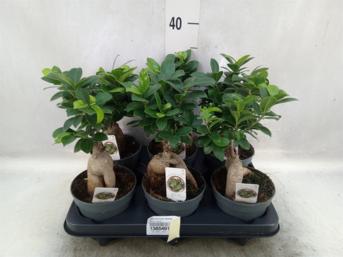 Ficus microcarpa 'Ginseng'