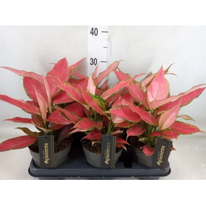 Aglaonema  'Cherry Baby'