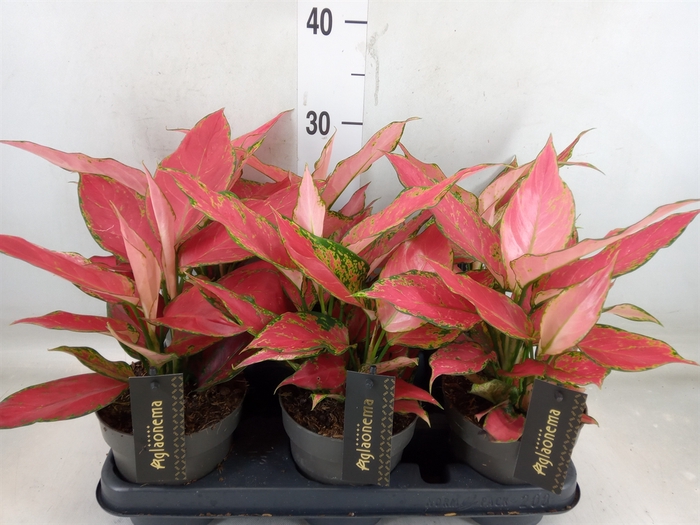 <h4>Aglaonema  'Cherry Baby'</h4>