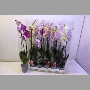 Phal Gem 7 Kl