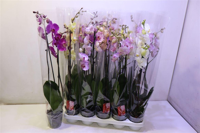 <h4>Phal Gem 7 Kl</h4>