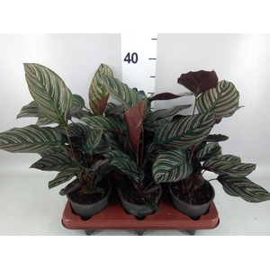 Calathea sanderiana