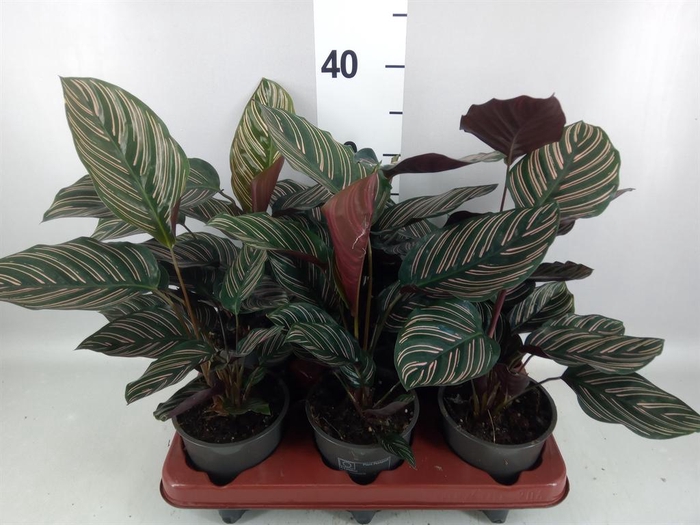 <h4>Calathea sanderiana</h4>