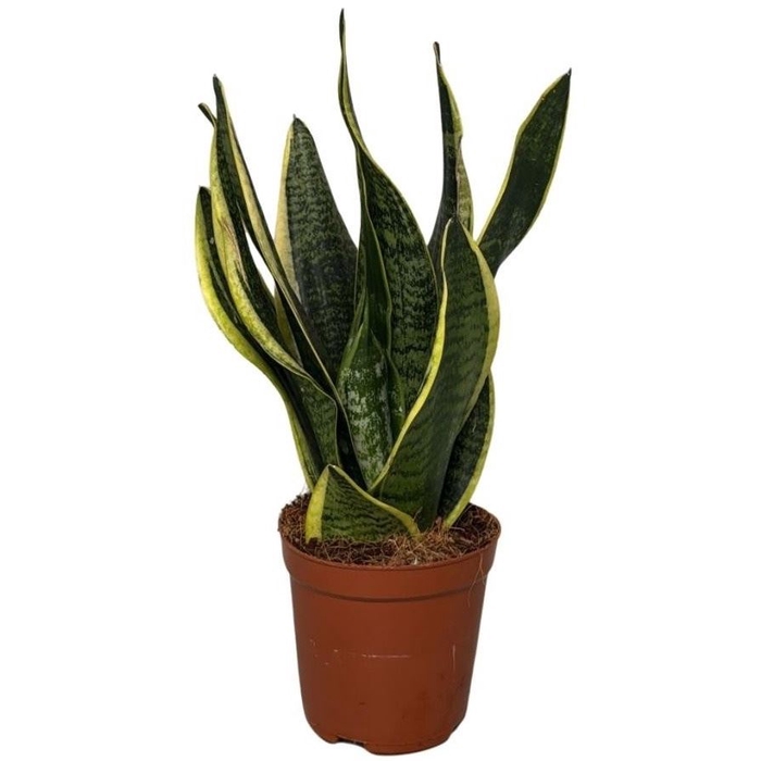 <h4>Sansevieria Futura Superba</h4>