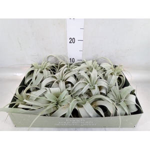 Tillandsia xerographica