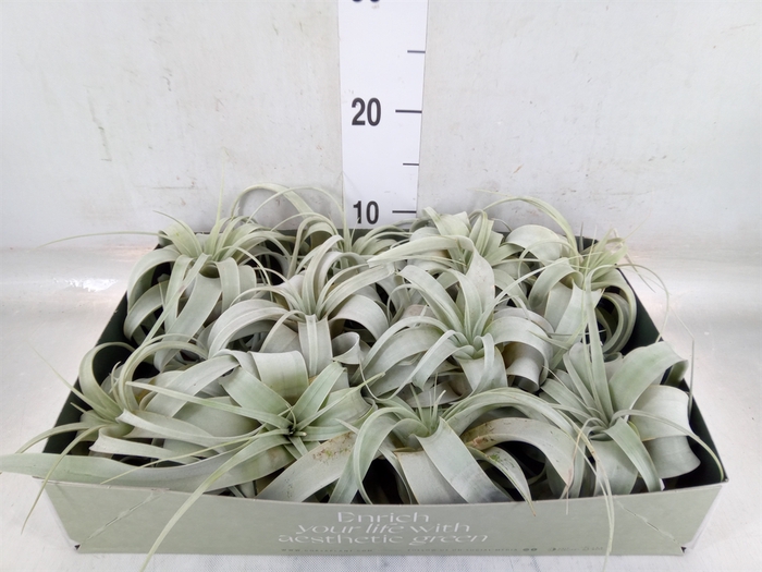 <h4>Tillandsia xerographica</h4>