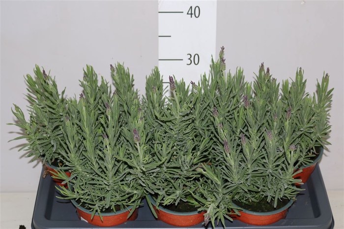 <h4>Lavandula Stoechas</h4>