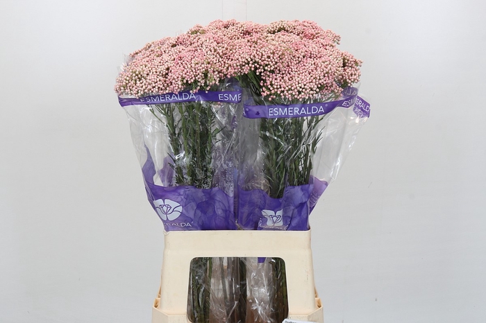 <h4>Ozothamnus Cooks Tall Pink</h4>