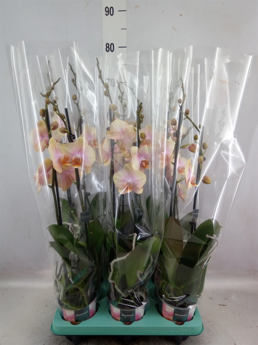 <h4>Phalaenopsis   ...</h4>