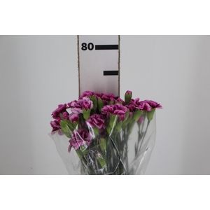 CRAVO SPRAY TRENDY TESSINO 070 CM BICOLOR
