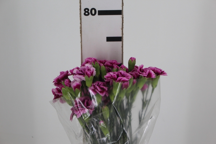 <h4>CRAVO SPRAY TRENDY TESSINO 070 CM BICOLOR</h4>