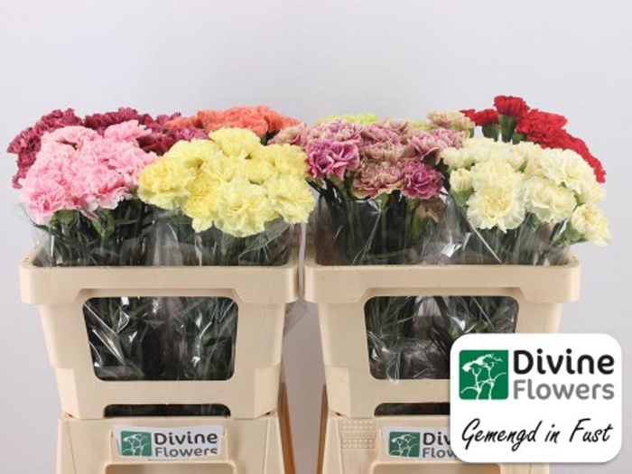 <h4>Di St Mix In Bucket A2 Divine</h4>