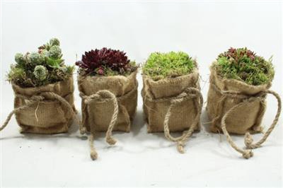 <h4>SE111 MIDDEL JUTE ZAK SEMP</h4>