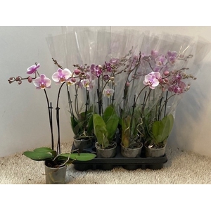 PHAL OV