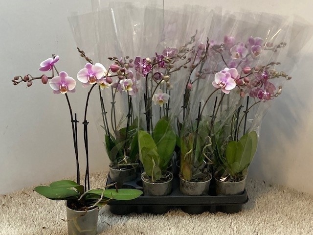 <h4>PHAL OV</h4>