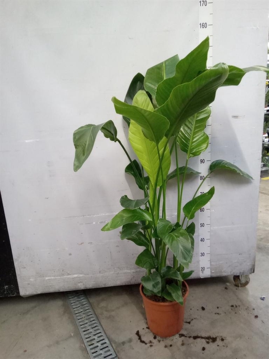 <h4>Strelitzia nicolai</h4>