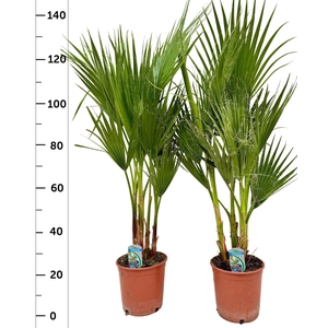 WASHINGTONIA FILIFER