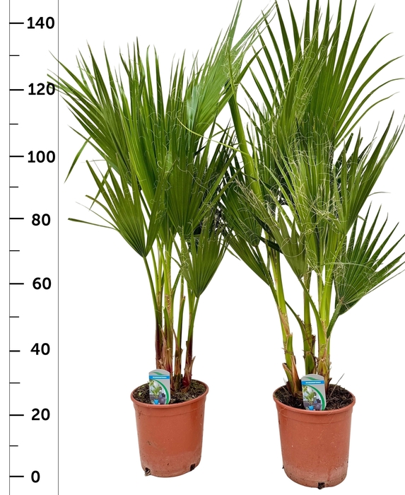 <h4>WASHINGTONIA FILIFER</h4>