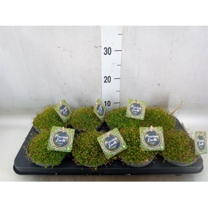 Sagina subulata