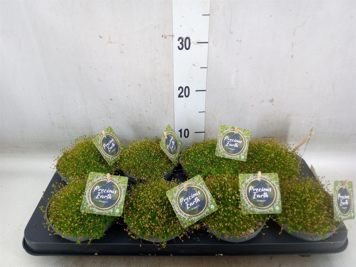<h4>Sagina subulata</h4>