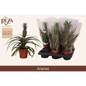 ANANAS MI AMIGO