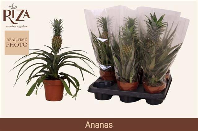 <h4>ANANAS MI AMIGO</h4>