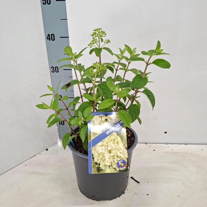 <h4>Hydrangea paniculata</h4>