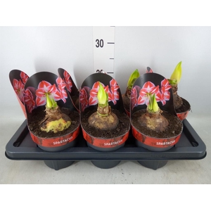 Hippeastrum GG 'Spartacus'