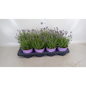 Lavandula angus. 'Hidcote'