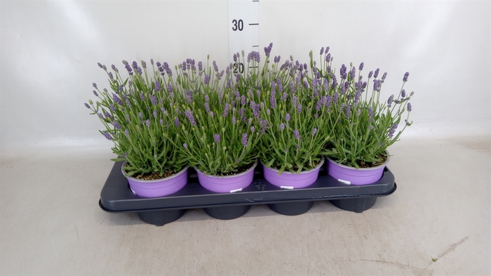 <h4>Lavandula angus. 'Hidcote'</h4>