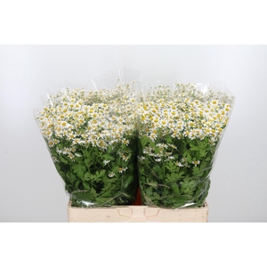 Tanacetum Pa Single Vegmo
