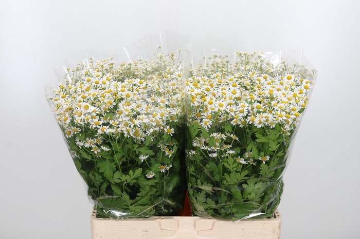 <h4>Tanacetum Pa Single Vegmo</h4>